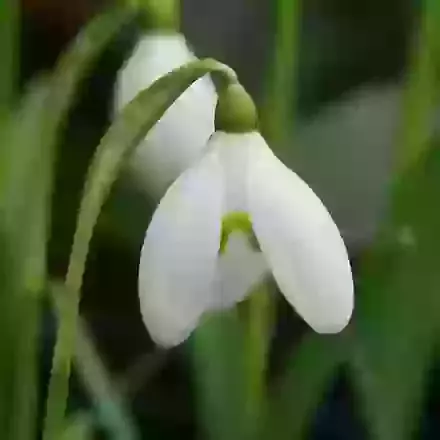 Snowdrops (Galanthus)